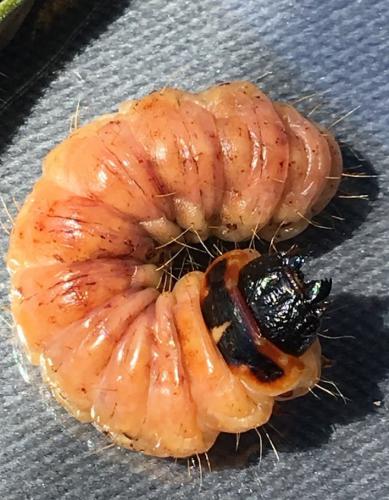 Réf. 206 496 : Cossus cossus